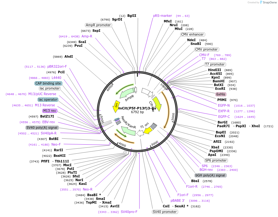 228080-plasmid-map-sequence-id-454693
