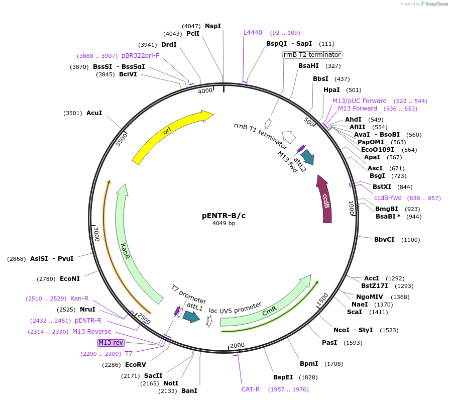 227962-plasmid-map-sequence-id-454806