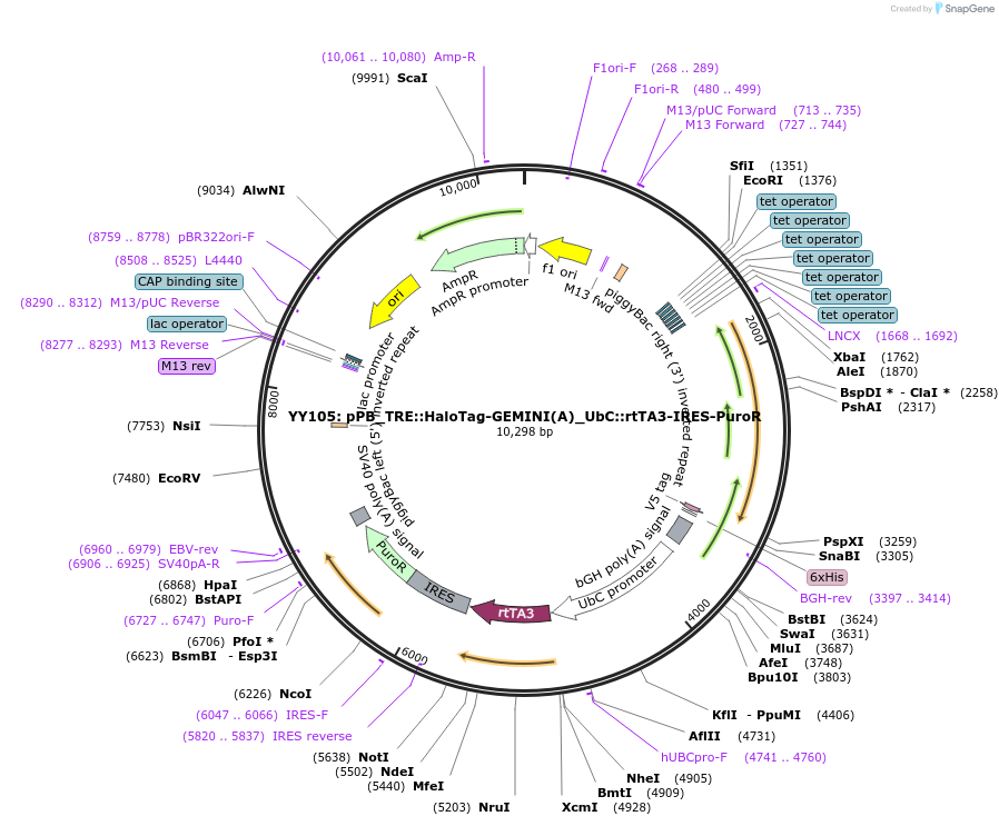 228882-plasmid-map-sequence-id-454812