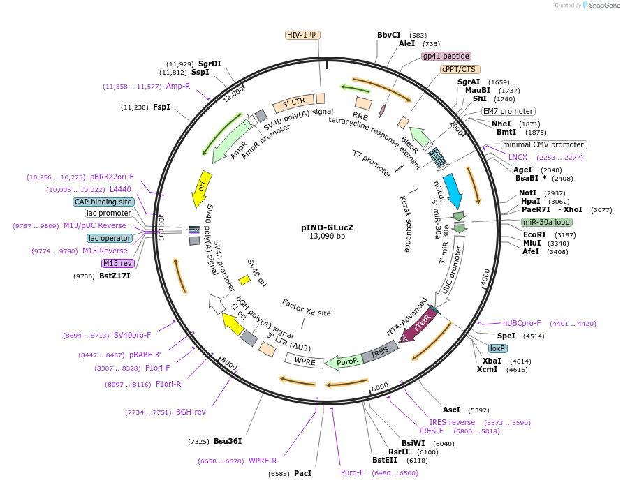 228704-plasmid-map-sequence-id-454818