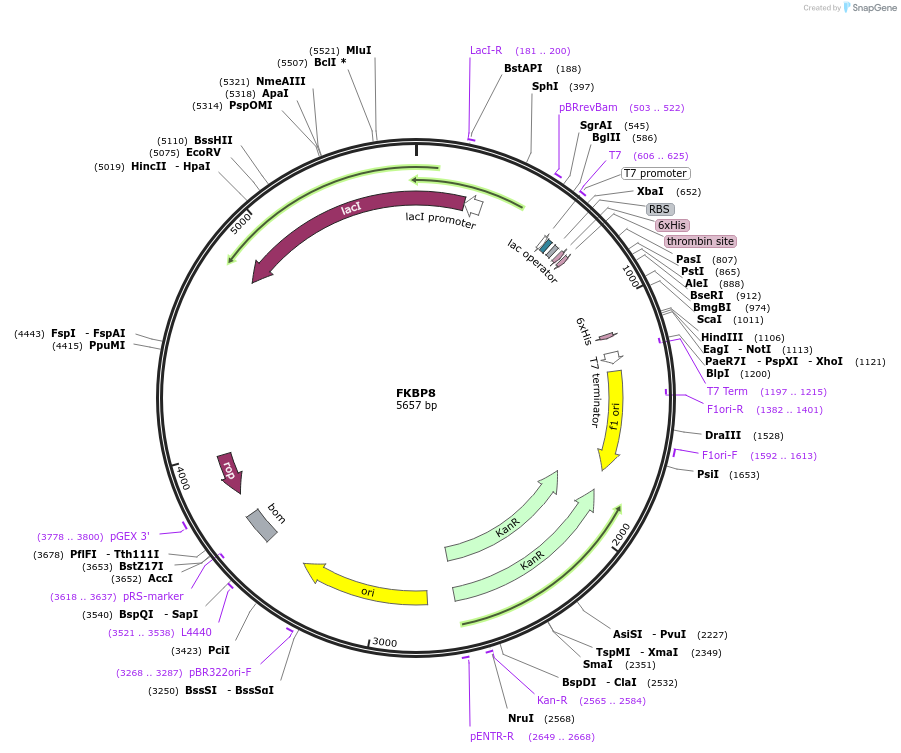 25609-plasmid-map-sequence-id-454823