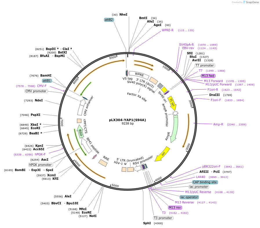 59145-plasmid-map-sequence-id-454824