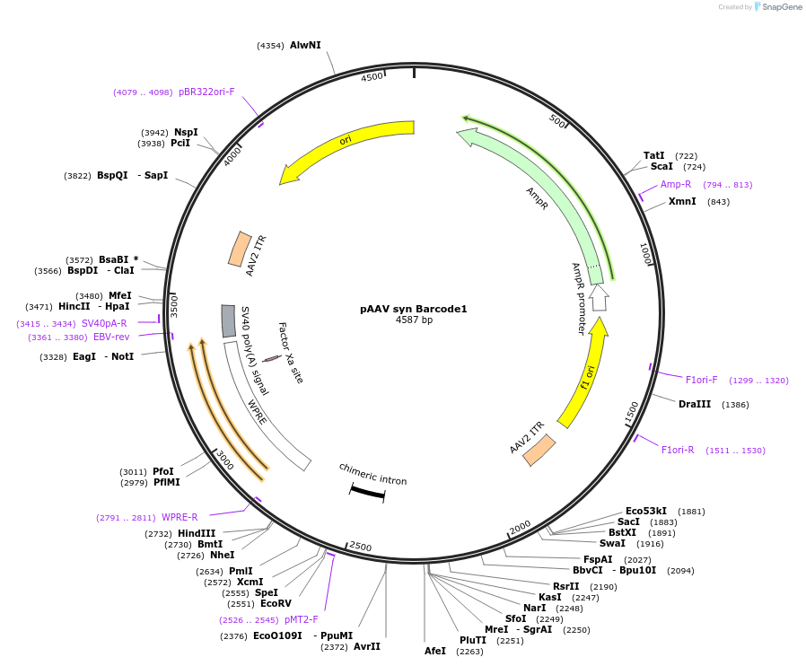 229062-plasmid-map-sequence-id-454825