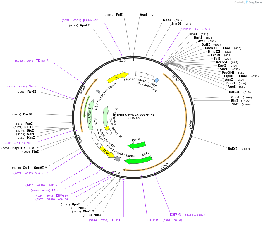 228591-plasmid-map-sequence-id-454826