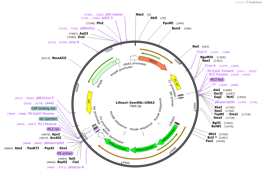 227595-plasmid-map-sequence-id-454833