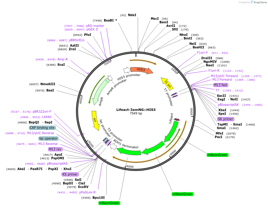 227596-plasmid-map-sequence-id-454836