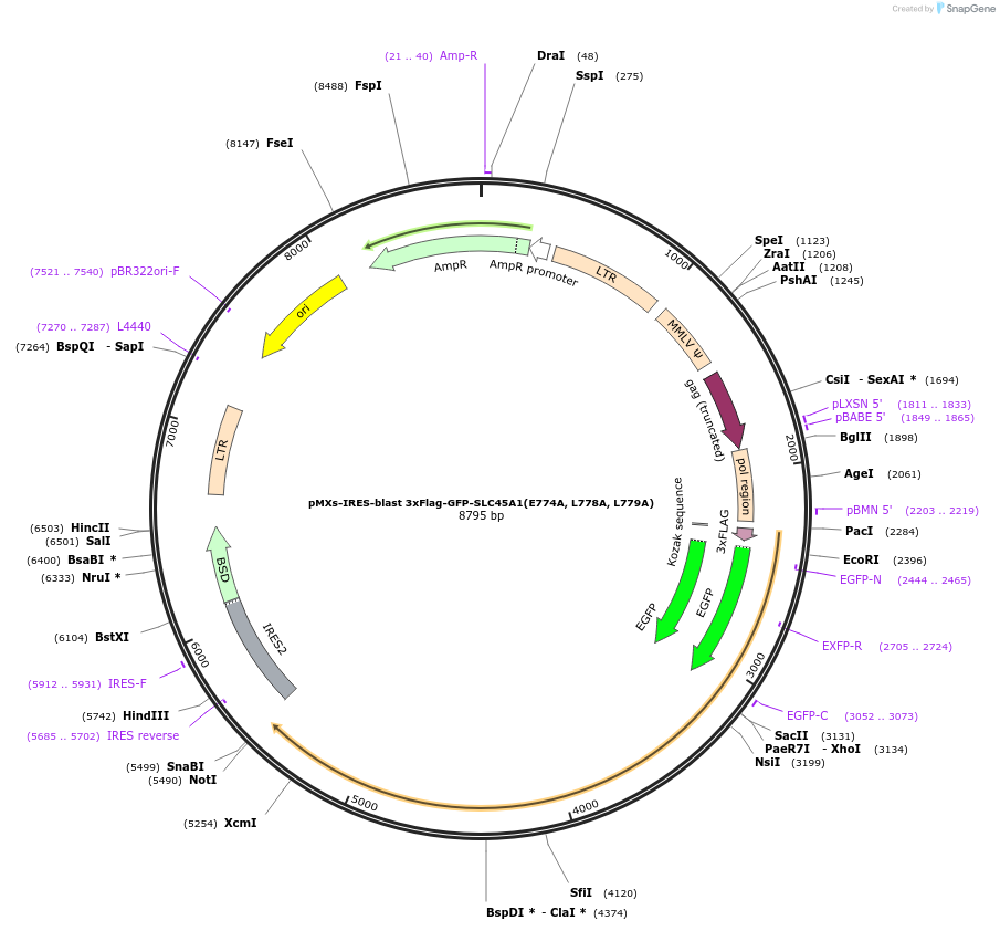 228523-plasmid-map-sequence-id-454855