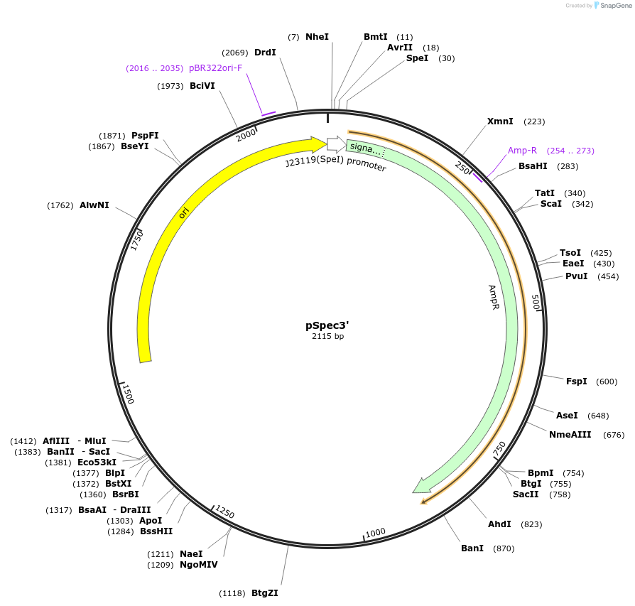 228548-plasmid-map-sequence-id-454857