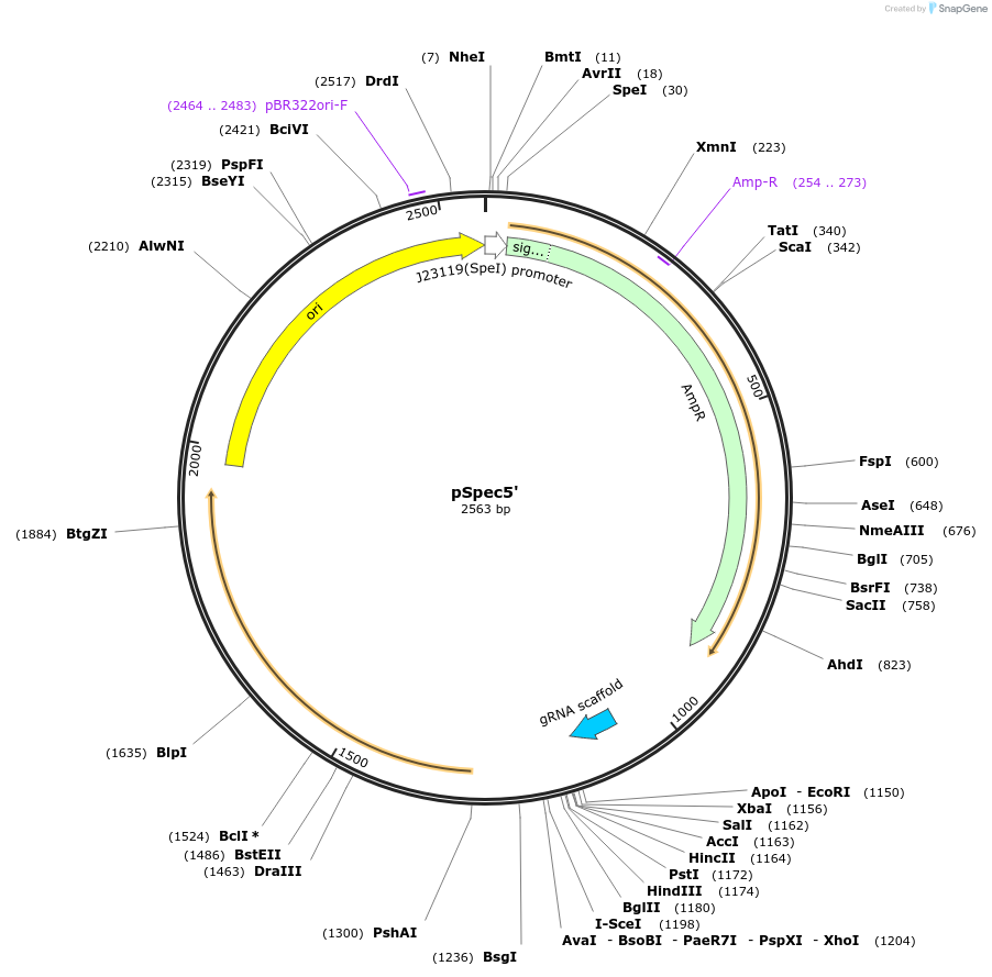228549-plasmid-map-sequence-id-454858