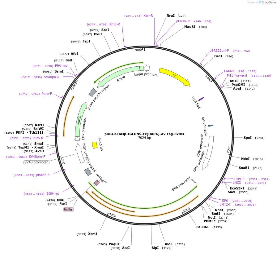 156743-plasmid-map-sequence-id-454864