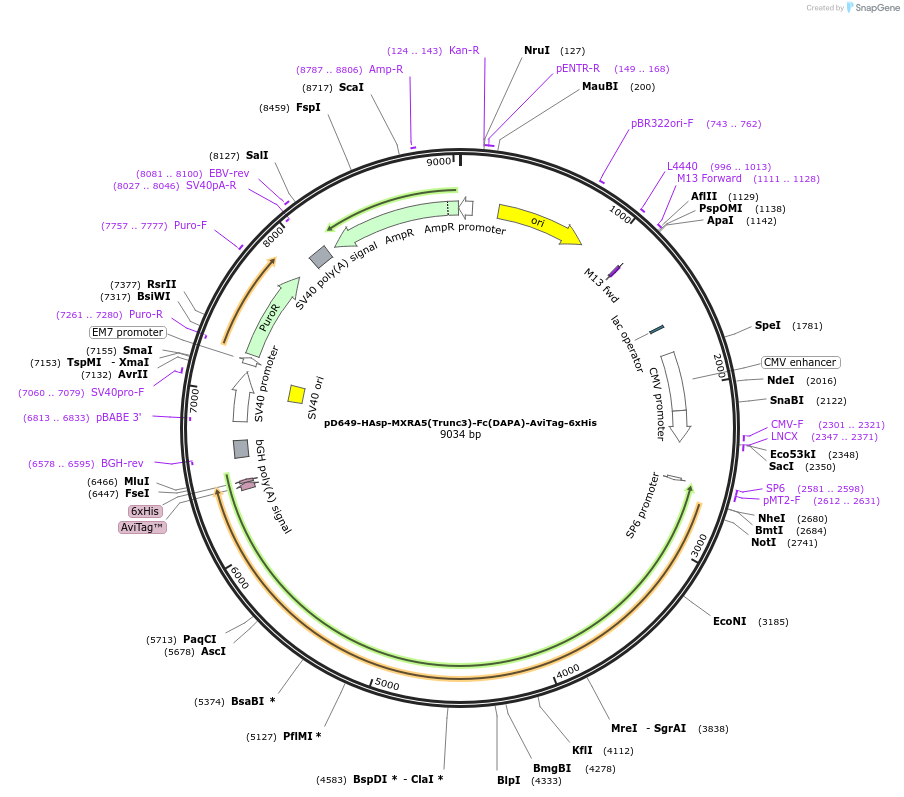157014-plasmid-map-sequence-id-454865