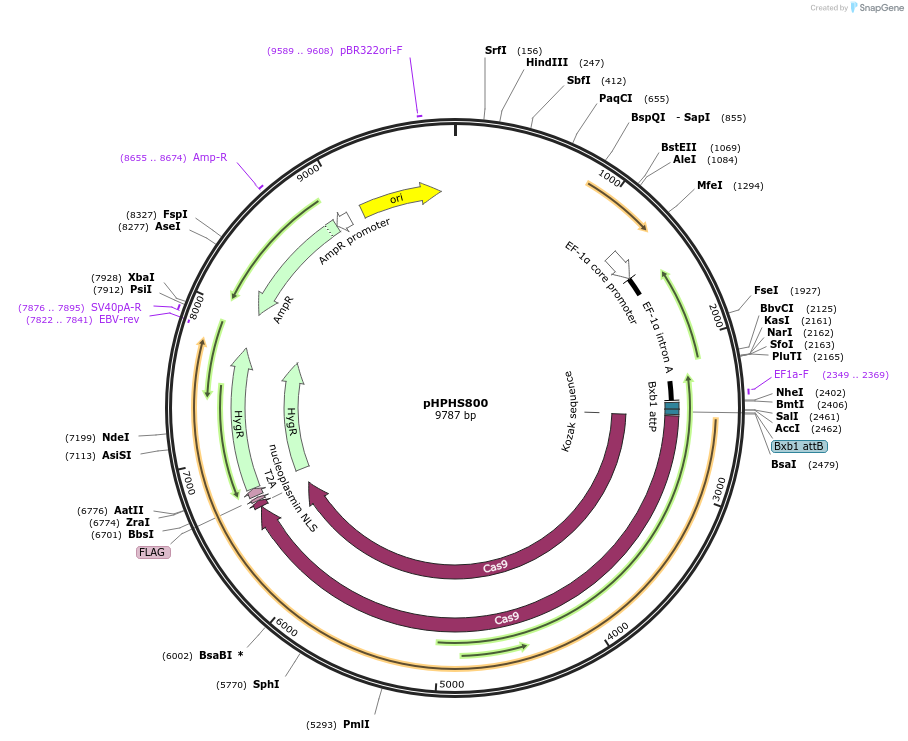 228240-plasmid-map-sequence-id-454866