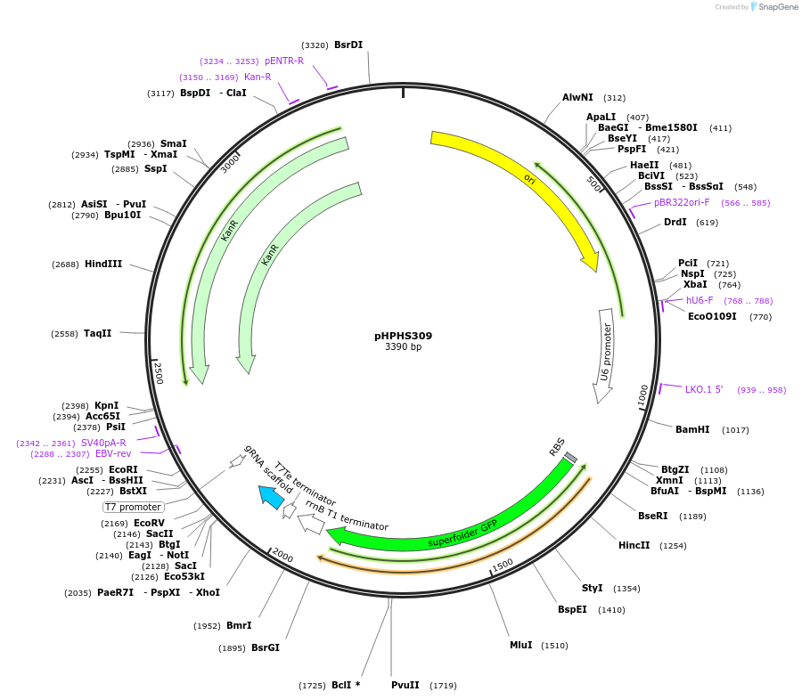 228230-plasmid-map-sequence-id-454893