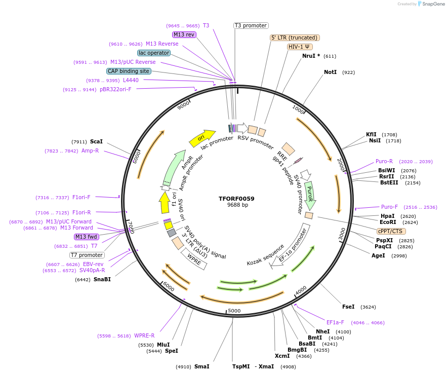 141500-plasmid-map-sequence-id-454895