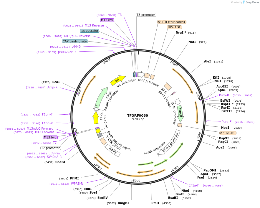 141501-plasmid-map-sequence-id-454896