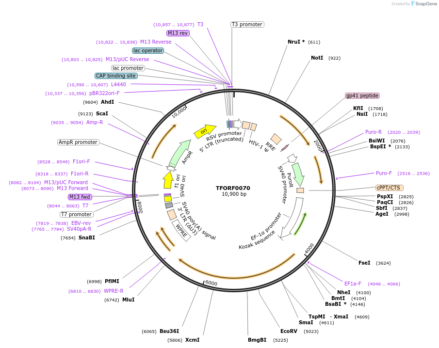 141505-plasmid-map-sequence-id-454897