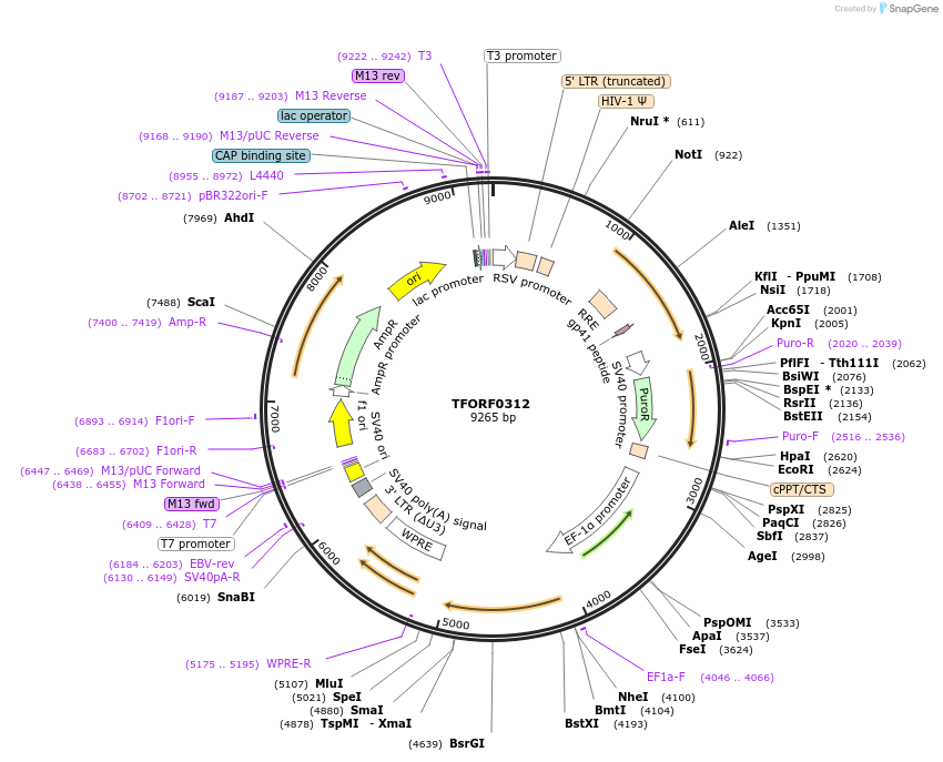 141577-plasmid-map-sequence-id-454901