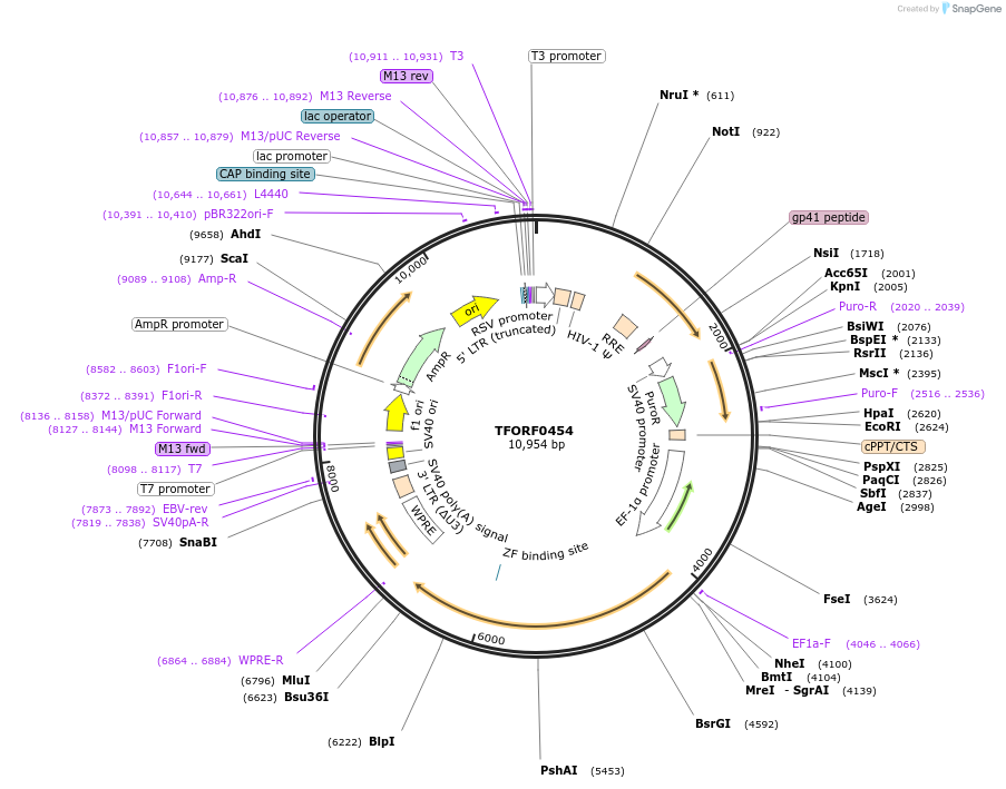 141617-plasmid-map-sequence-id-454906