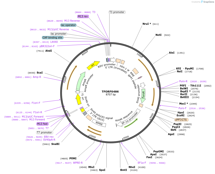 141621-plasmid-map-sequence-id-454908