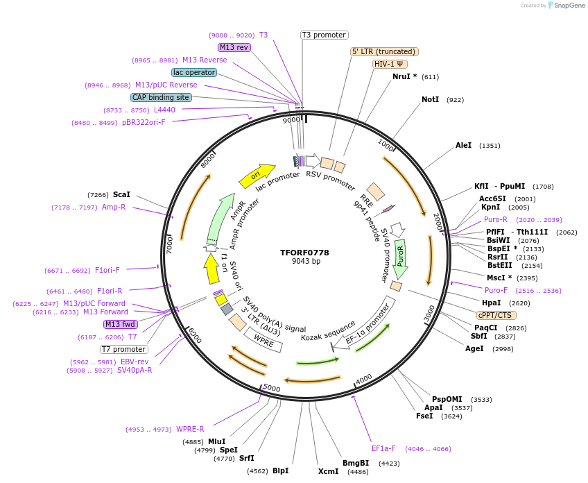 141695-plasmid-map-sequence-id-454911