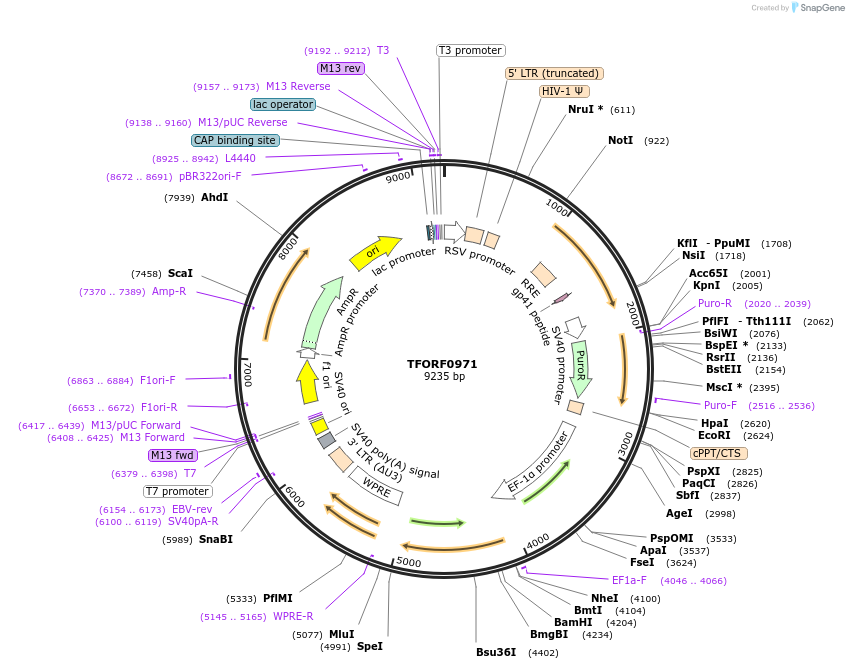 141772-plasmid-map-sequence-id-454914