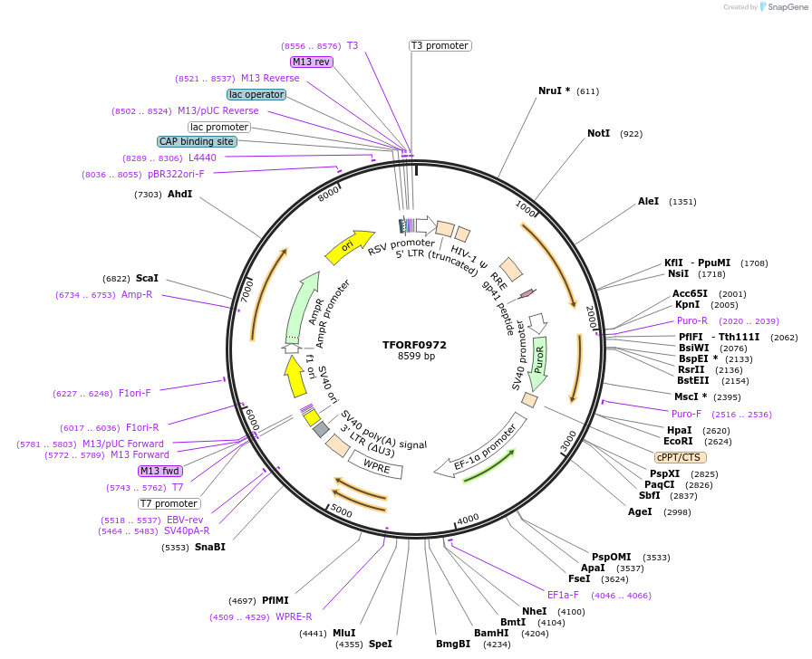 141773-plasmid-map-sequence-id-454915