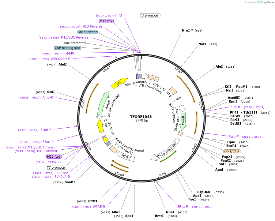 141787-plasmid-map-sequence-id-454916