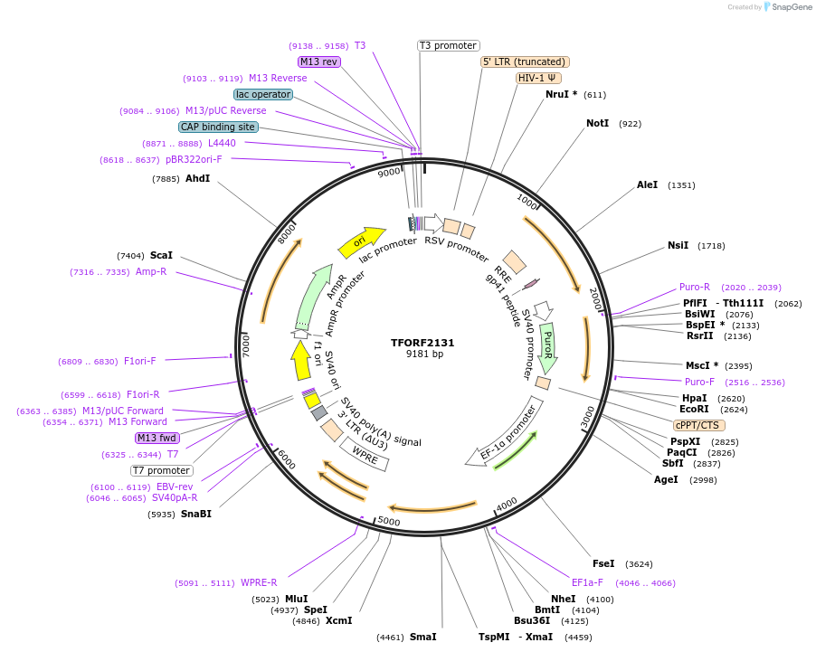 141934-plasmid-map-sequence-id-454925