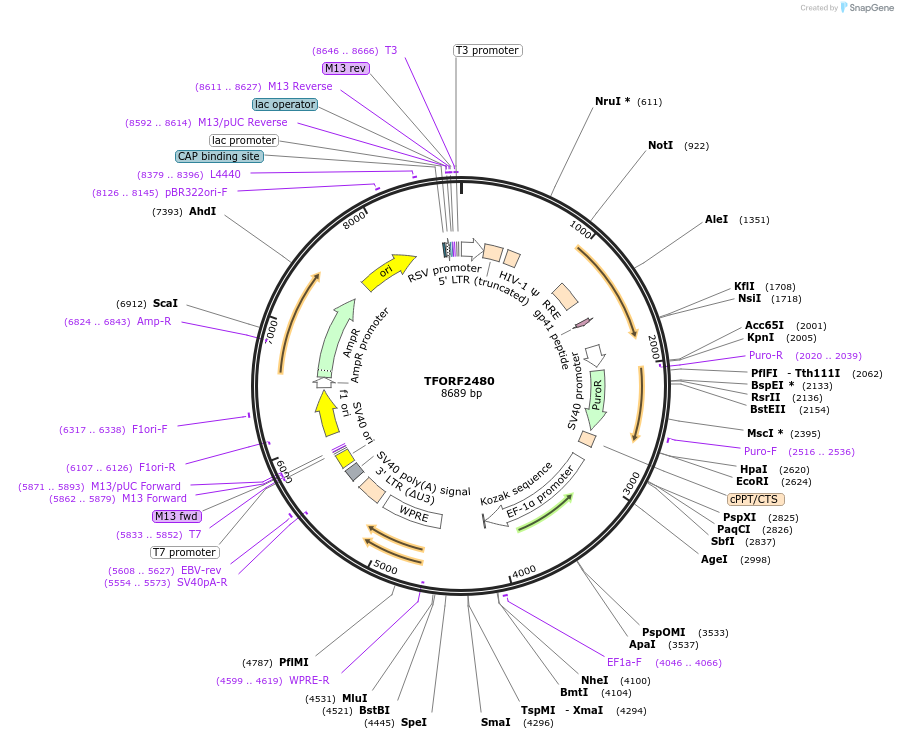 142102-plasmid-map-sequence-id-454930