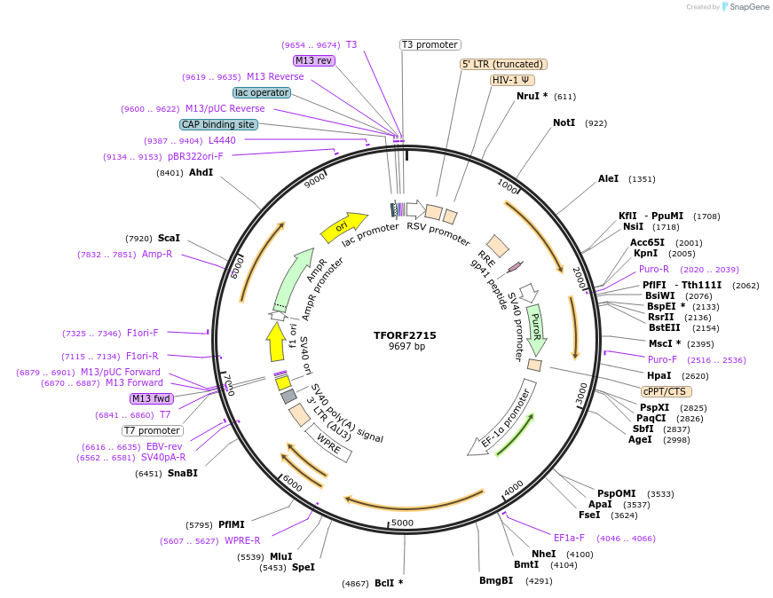 142130-plasmid-map-sequence-id-454934