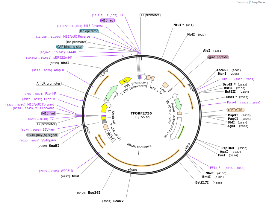 142136-plasmid-map-sequence-id-454949