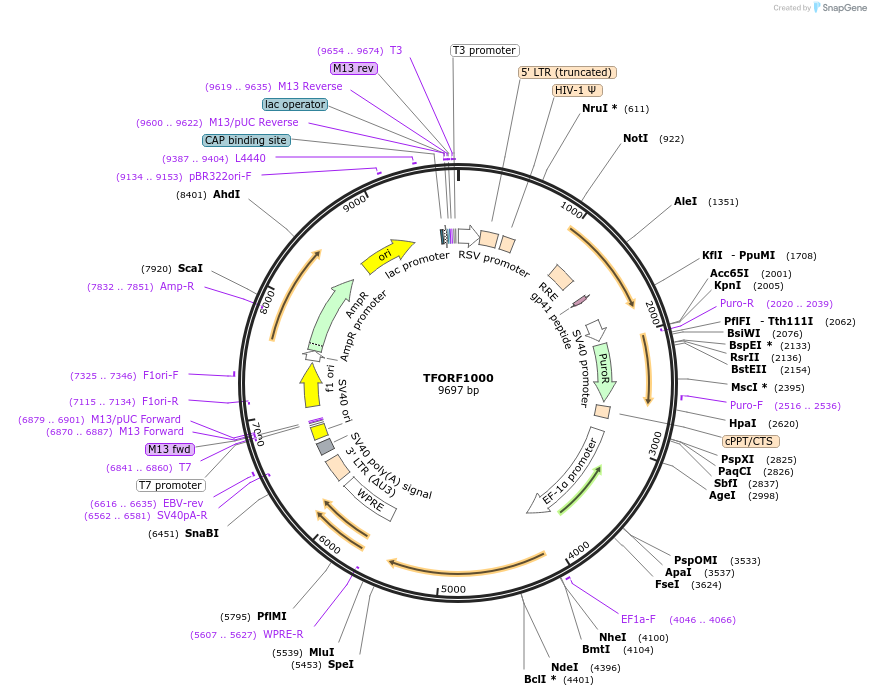 142251-plasmid-map-sequence-id-454953