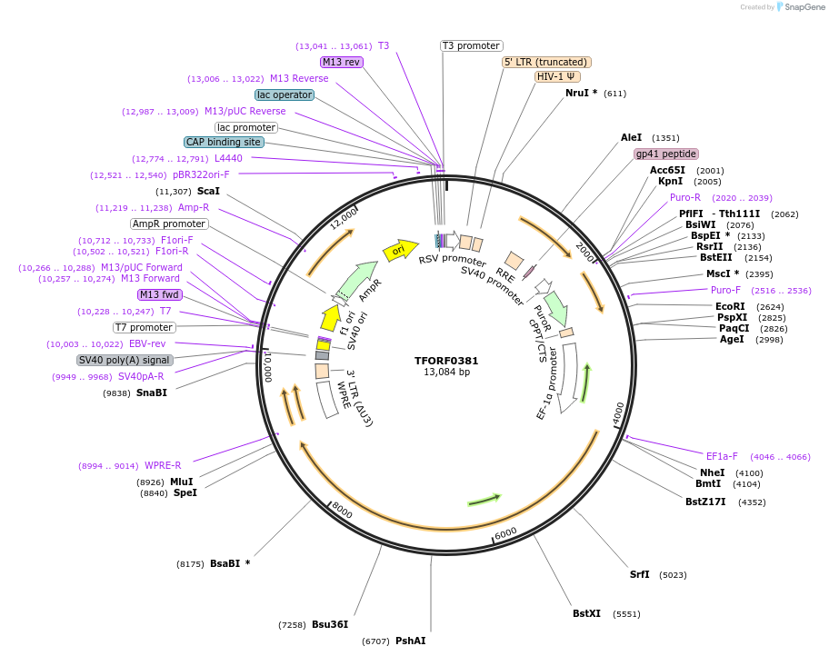 142256-plasmid-map-sequence-id-454954