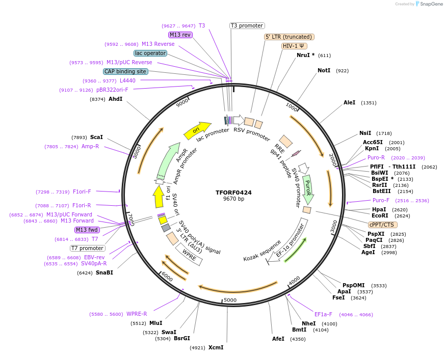 142262-plasmid-map-sequence-id-454955