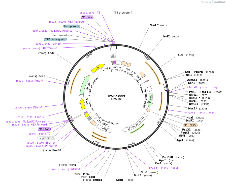 142305-plasmid-map-sequence-id-454964