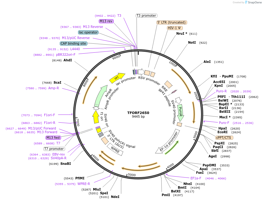 142349-plasmid-map-sequence-id-454969