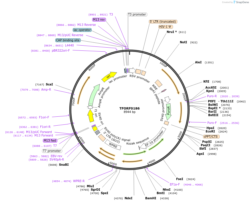 142361-plasmid-map-sequence-id-454972