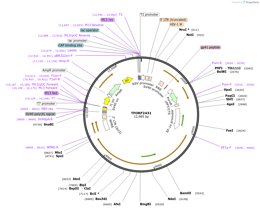 142422-plasmid-map-sequence-id-454977