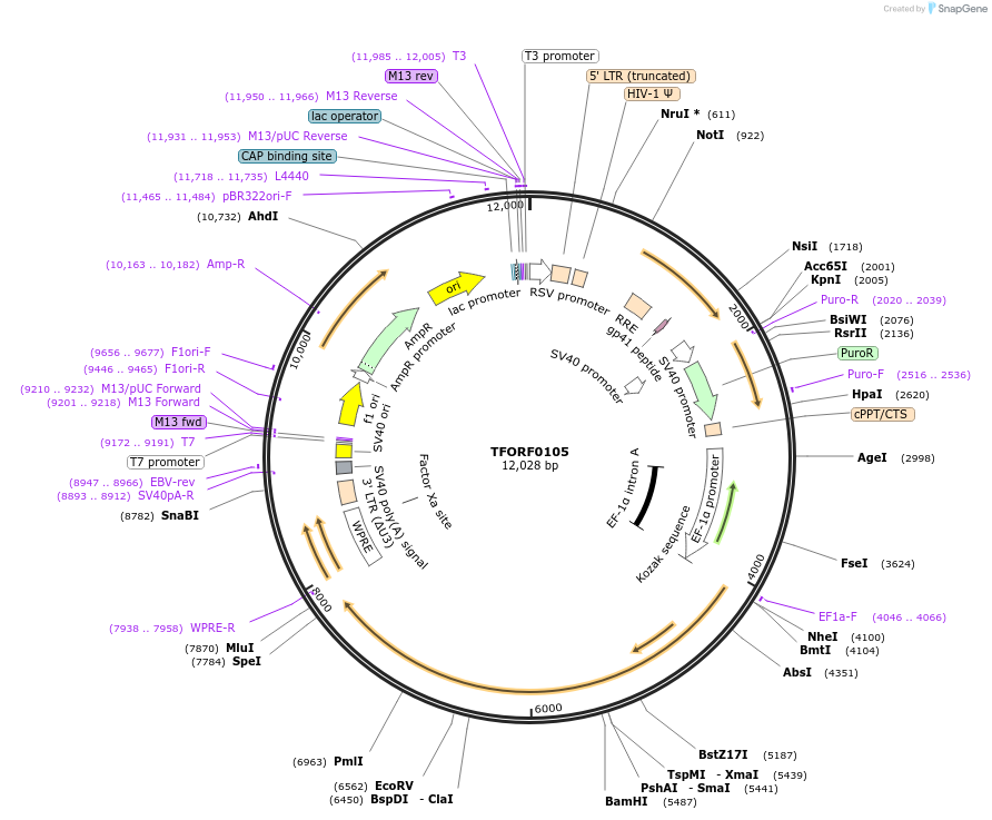 142535-plasmid-map-sequence-id-454980