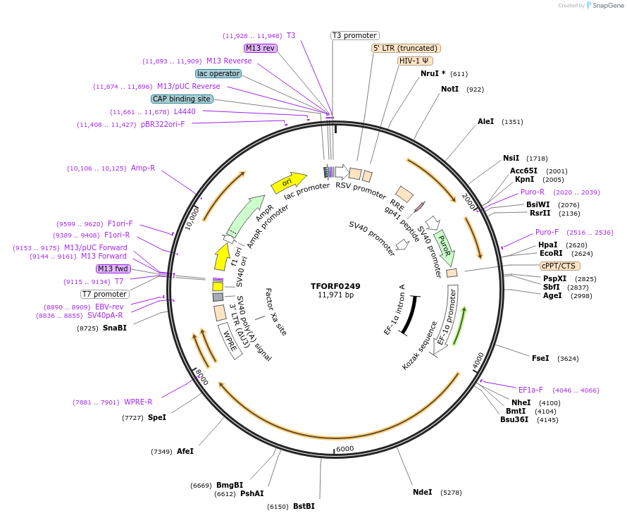 142573-plasmid-map-sequence-id-454984