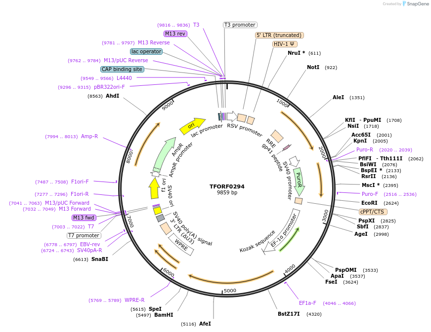 142590-plasmid-map-sequence-id-454986
