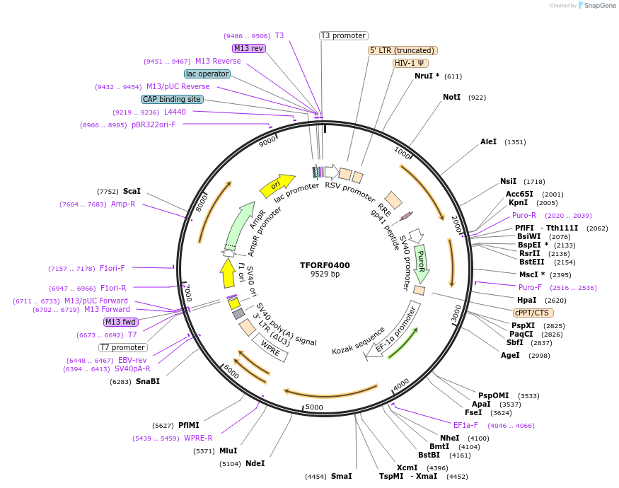 142614-plasmid-map-sequence-id-454987