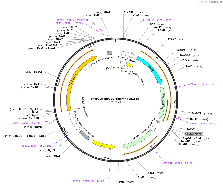229059-plasmid-map-sequence-id-454990