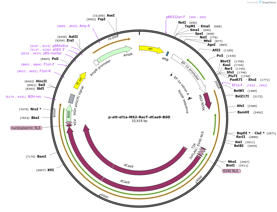 226108-plasmid-map-sequence-id-454995