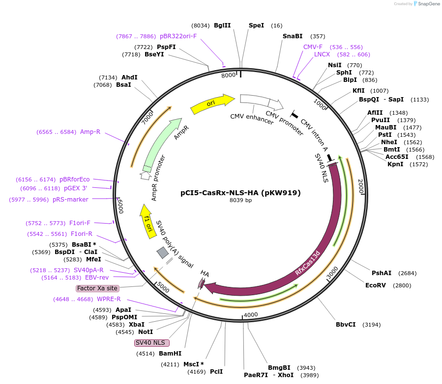 229047-plasmid-map-sequence-id-454997