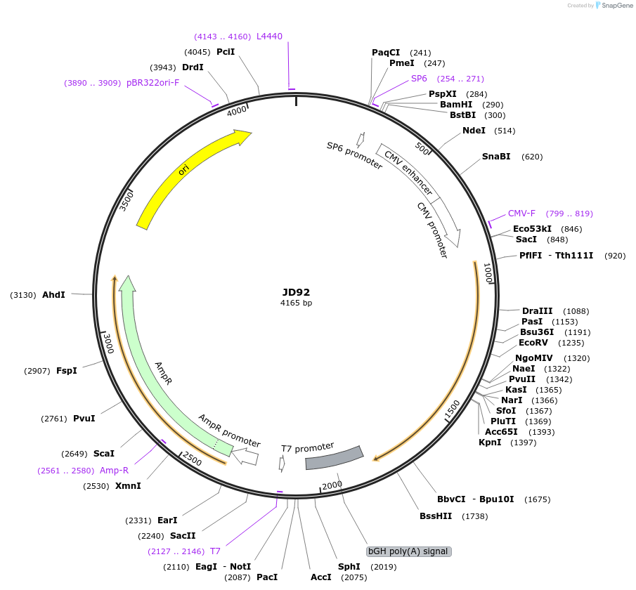 229478-plasmid-map-sequence-id-455000
