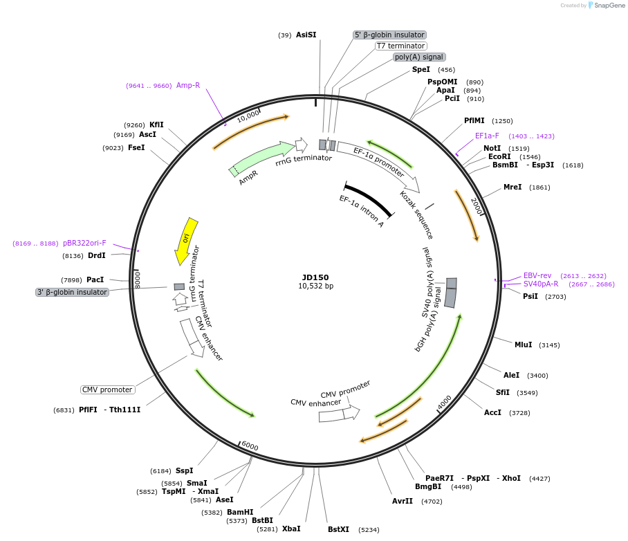 229485-plasmid-map-sequence-id-455002