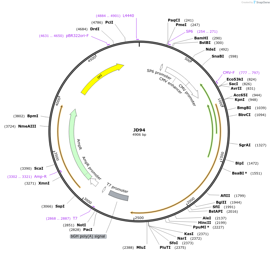 229479-plasmid-map-sequence-id-455003