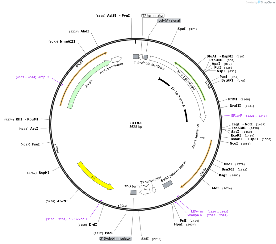 229489-plasmid-map-sequence-id-455007