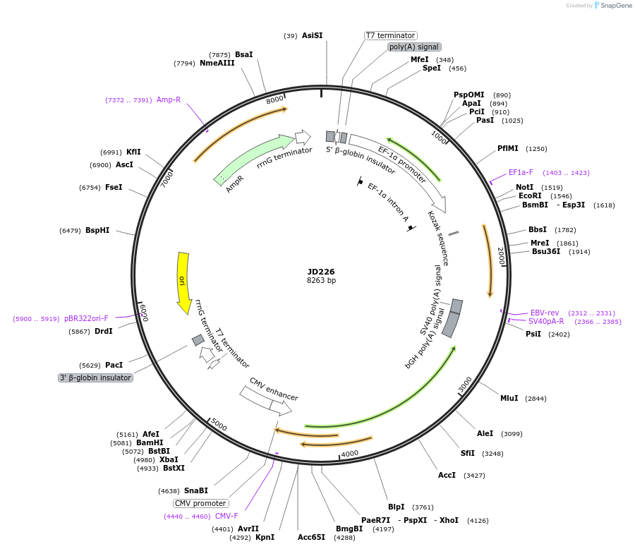 229484-plasmid-map-sequence-id-455008